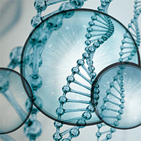 Bild zu Supports Cellular Metabolism