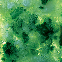Bild zu Plant Fermentation