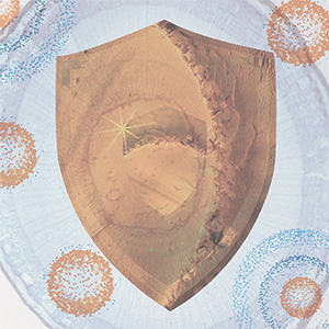 Protect Refill Pack Bild zu Supports the immune system