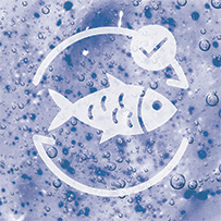 Bild zu Sustainable wild catch