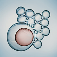 Bild zu Natural Cell Regeneration