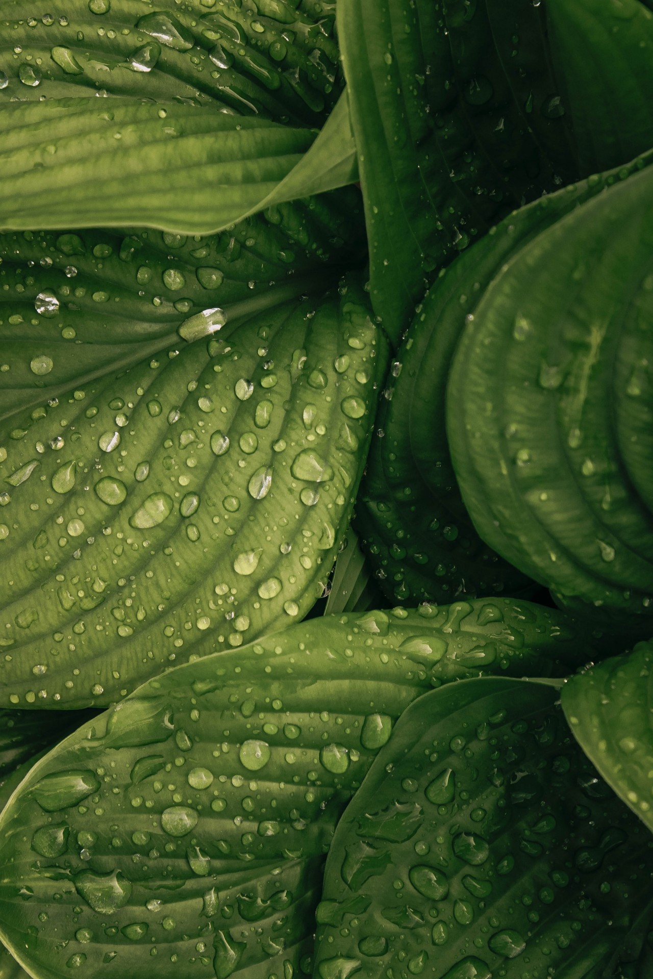 iron-eisen-kapseln-leafs