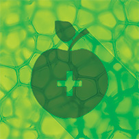 Thyroid Complex Bild zu High bioavailability.