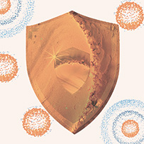 Lactoferrin Bild zu Part of the body's own immune system