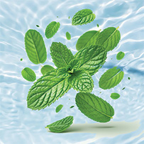 Bild zu Pleasant mouthfeel with mint flavor
