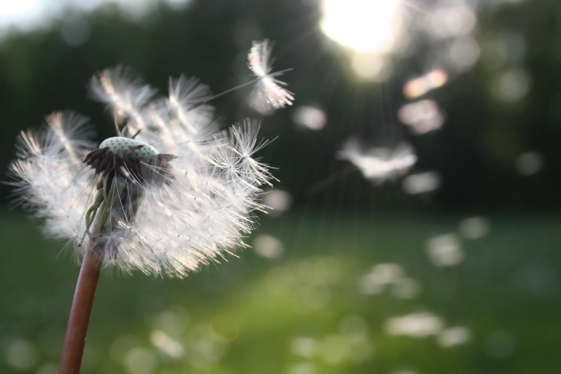 Lactoferrin: Eine natürliche Alternative bei Heuschnupfen und allergischem Asthma?
