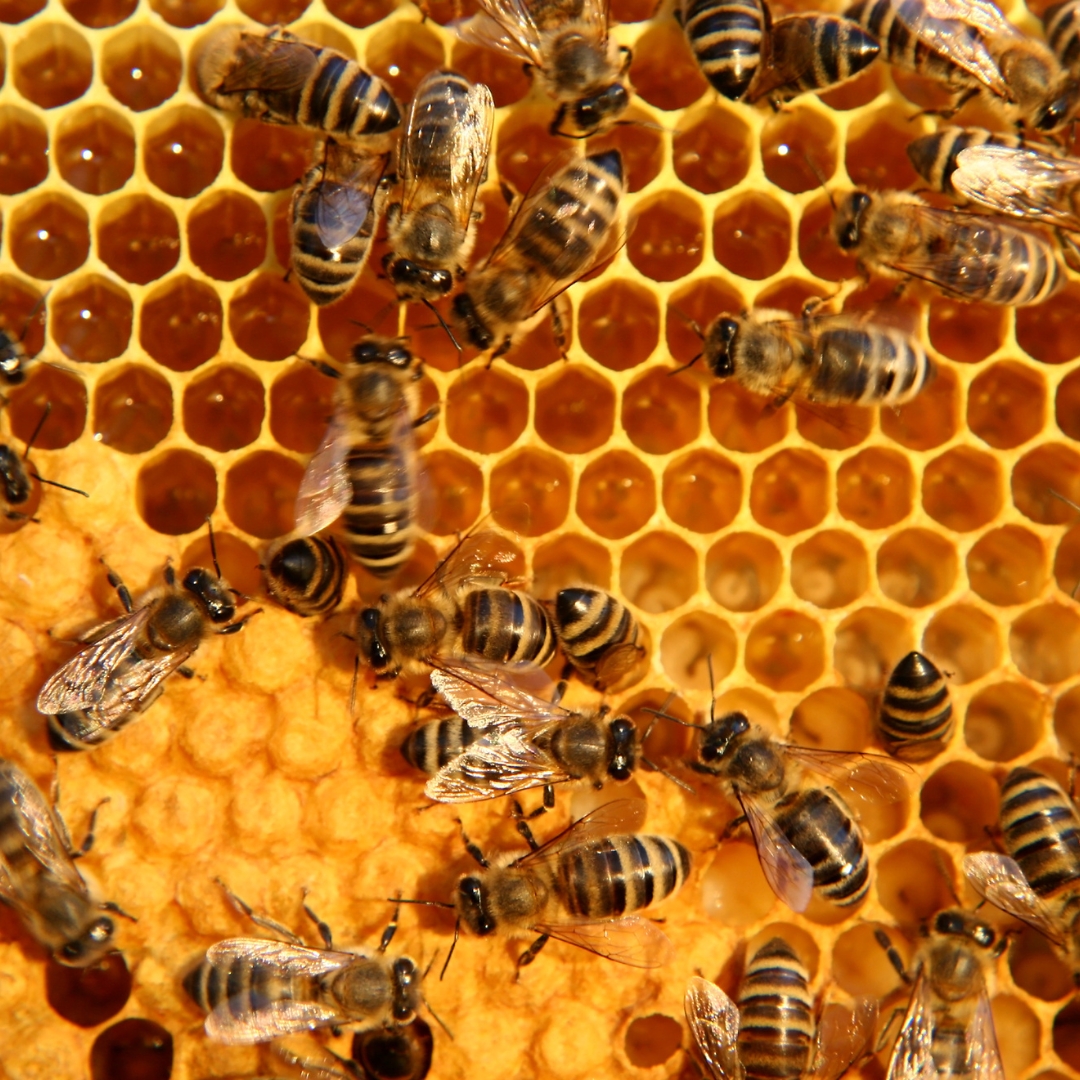Bild zu Selected beekeeping farms