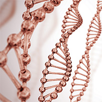 Bild zu Metabolism stimulation through L-Carnitine
