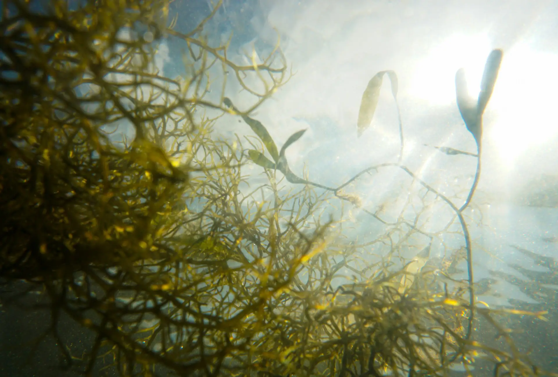 veganer lebensstil omega 3 algen ag?ts=1771511645